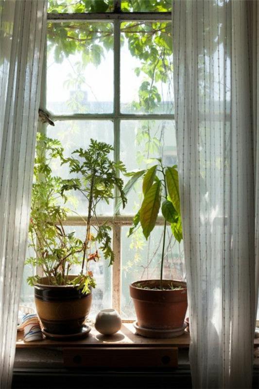 kauniita huonekasveja ruukkukasveja ikkunassa