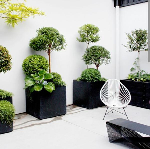 kuvagalleria kauniit sisäkasvit sisäpuut talvipuutarha