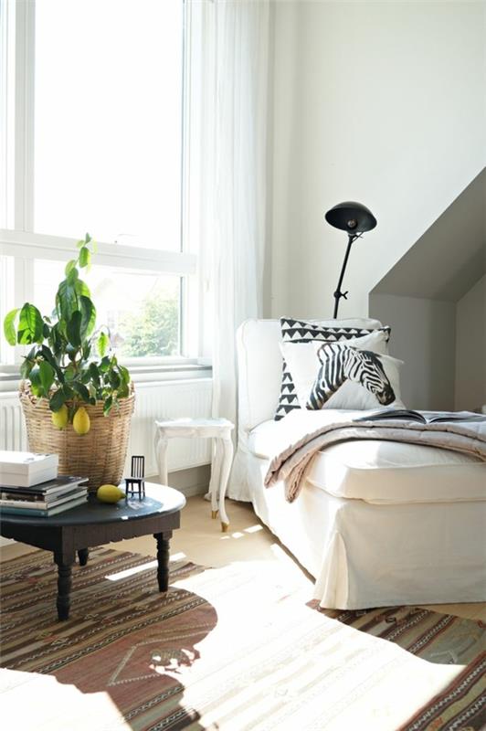 kauniita huonekasveja sitruunapuu kuvagalleria