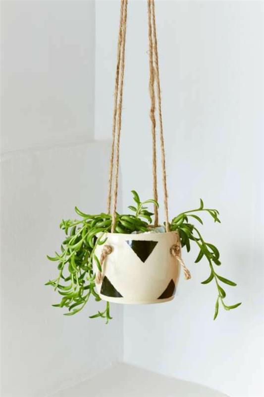 kauniita sisäkasveja-roikkuu-kuvia-roikkuvia koreja