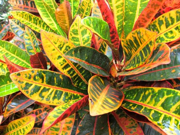 kauniita sisäkasveja croton kasvi värillisiä lehtiä