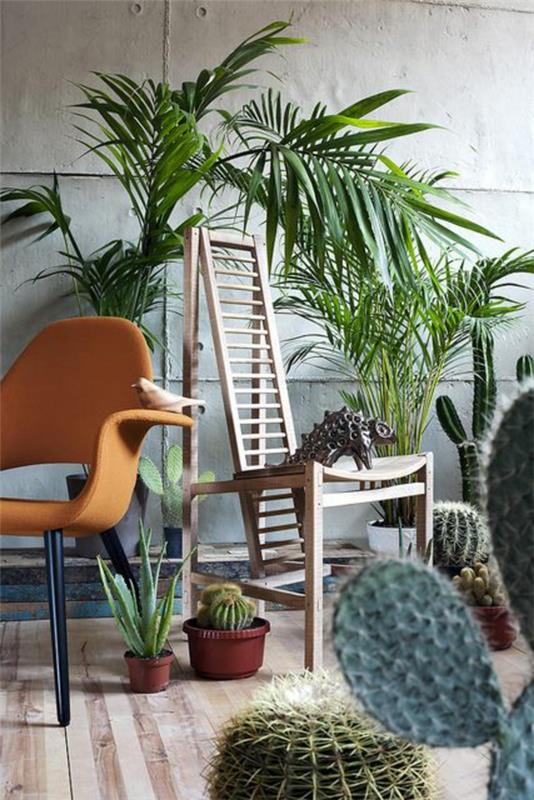 kauniit huonekasvit palms kuvat kaktus määrittää