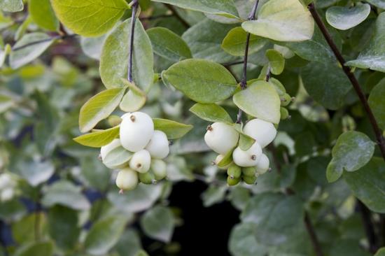 lumimarjan lehdet myrkyllisiä