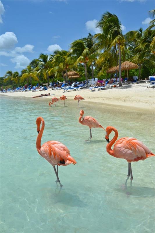 kauneimmat rannat Flamingo Beach Renessanssisaari Aruba