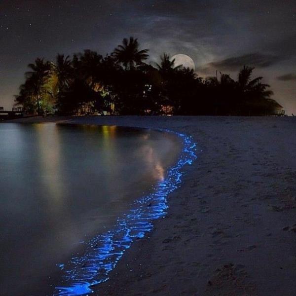 kauneimmat rannat Malediivit loma Bioluminesoiva kasviplanktoni