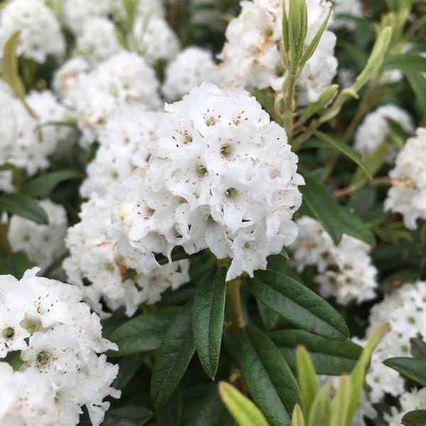 kauniita valkoisia kukkia - alppiruusu