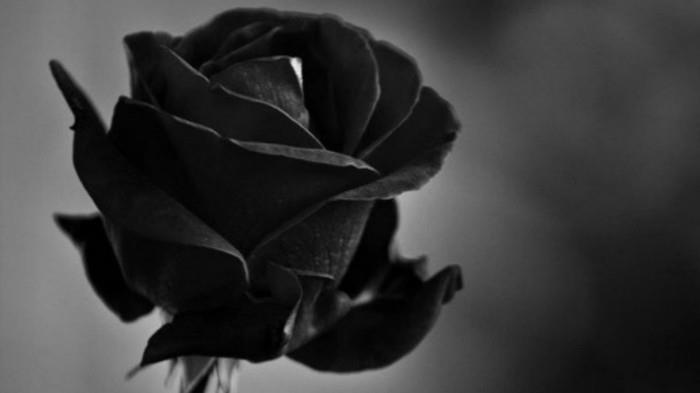mustia ruusuja