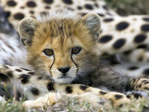 söpö vauva eläimet gepardi pieni