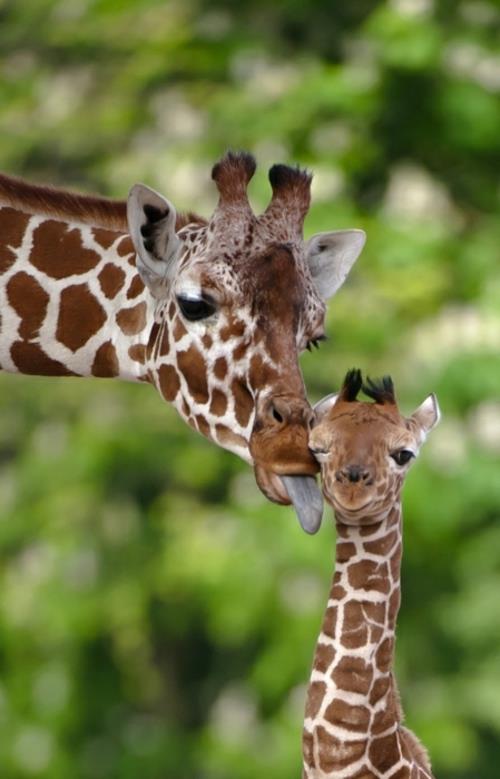 söpö vauva eläimet kirahvi äiti