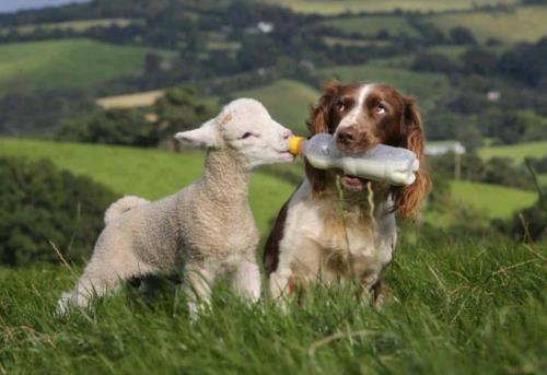 söpö vauva eläimet koira lammas ystävyys