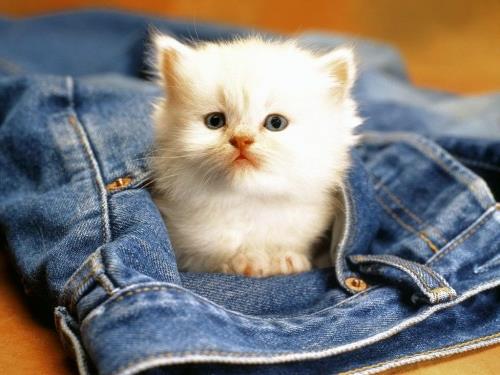 söpö vauva eläimet kissanpentu valkoinen tasku