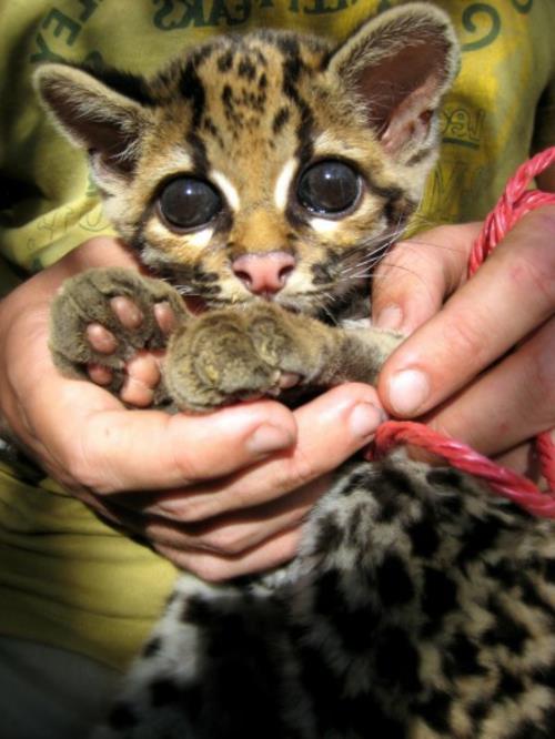 söpö vauva eläimet leopardi viidakko