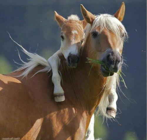 Vauva eläimet hevonen äiti rakkaus