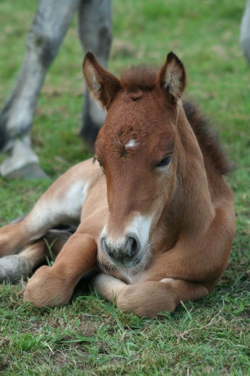 söpö vauva eläimet hevonen niitty ruoho