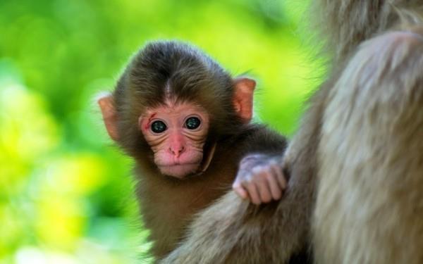 söpö eläin kuvia vauva apina