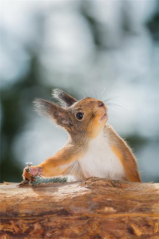 söpöjä eläinten kuvia orava