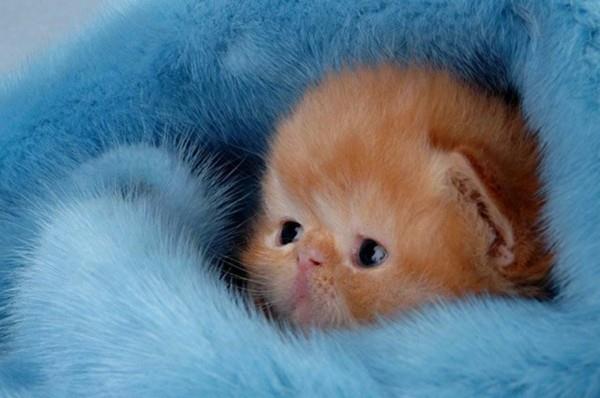 söpöjä eläinten kuvia vauva kissa