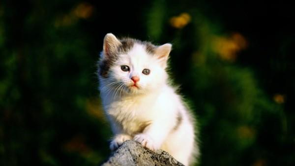 söpöjä eläinkuvia pikku kissa