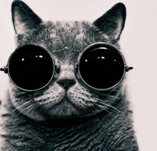 söpö tyylikäs kissojen futuristinen ilme