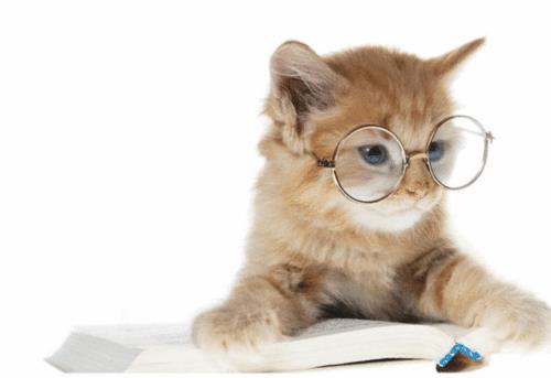 söpö tyylikäs kissa älykäs pyöreillä laseilla