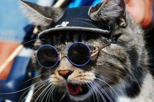 söpöt kissat pyöreät lasilinssit ja sininen kehys