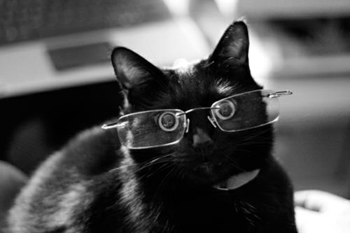 söpöjä mustia kissoja hienoilla laseilla
