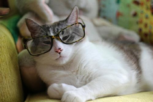 söpö tyylikäs kissoja vakava leopardikuvio lasit