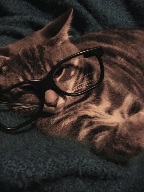 söpö kissat vintage lasit