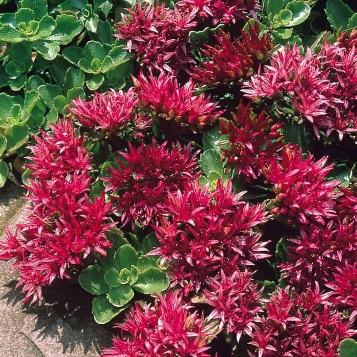 sedum spurium maanpeite mehikasveja valkoihoinen aasialainen stonecrop