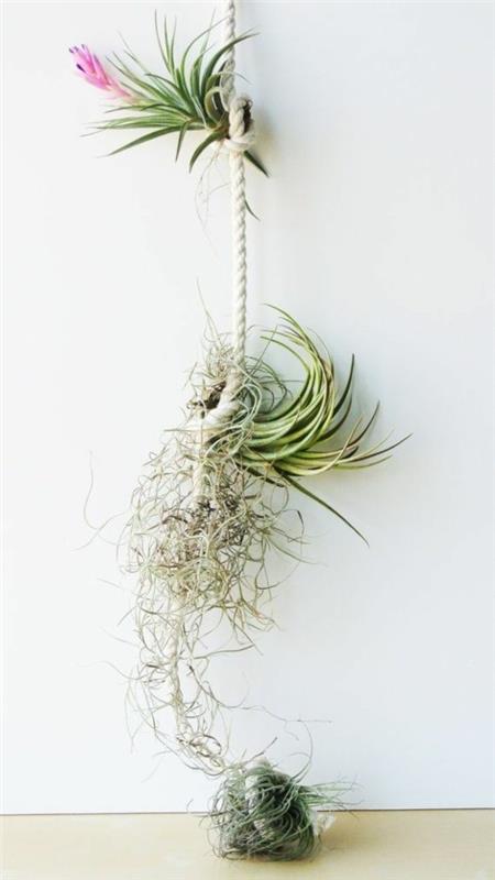 köysi tillandsia roikkuu koristelu