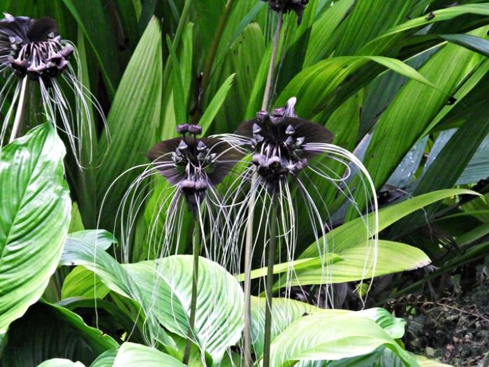 outoja kukkia lepakko kukka musta kukinta ainutlaatuinen muoto