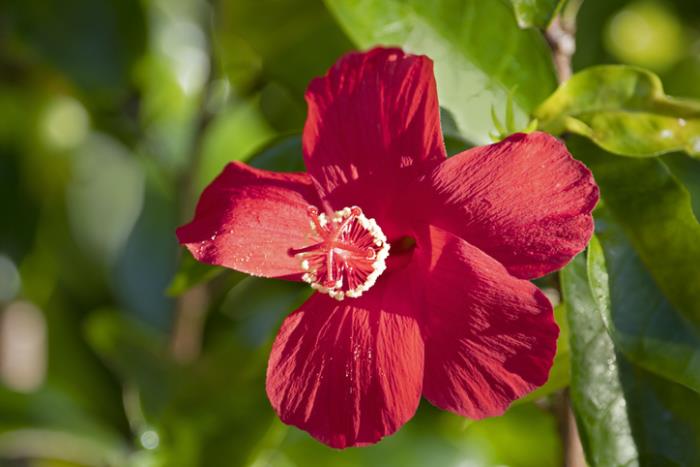 outoja kukkia havaijilainen hibiscus herkkä kukinta syvänpunaiset terälehdet kauneus luonnosta