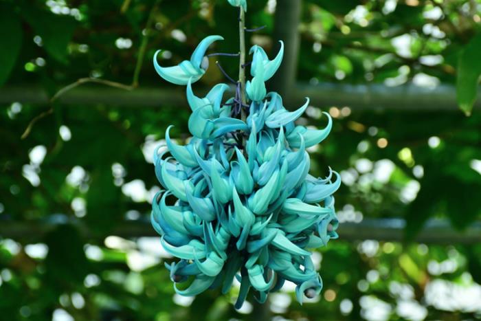 outoja kukkia Jade Vine sinisiä kukkia harvoin tavannut kaikki luonnon ystävät eivät tiedä