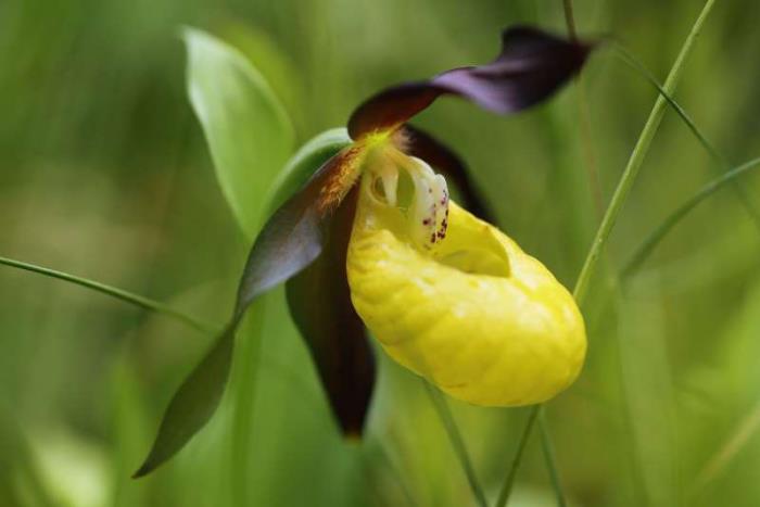 outoja kukkia kuningatar naisen tohveli outo kukka muoto keltainen harvinainen orkidea