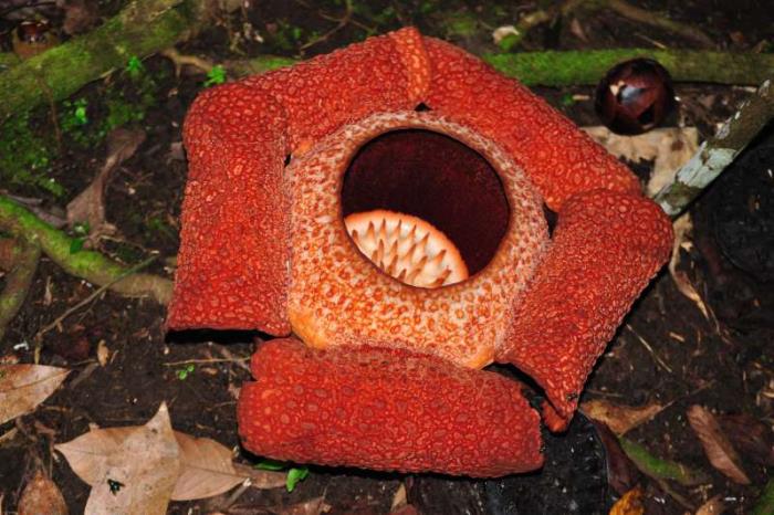 outoja kukkia, jättiläinen rafflesia, suuri punertava oranssi kukka, painaa 11 kg