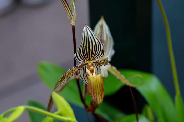outoja kukkia Rotschildin naisen tohveli kaunis kukinta erittäin kallis orkidea