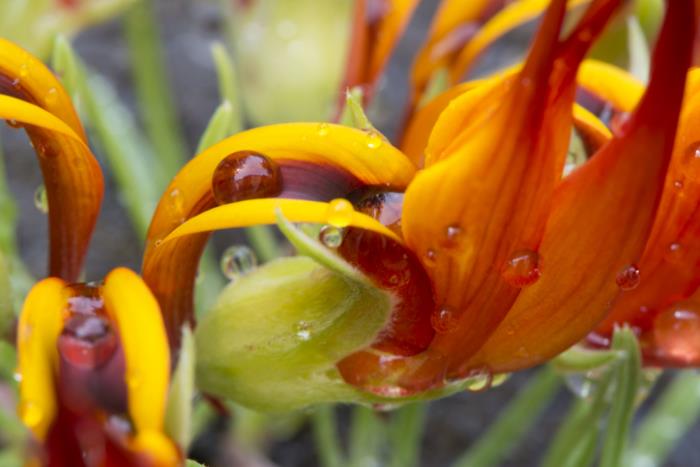 outoja kukkia kanarian sarvestapilasta oranssinvärisiä kukkia, jotka muistuttavat papukaijan nokkaa