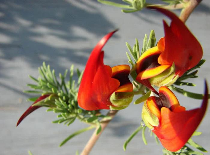 outoja kukkia kanarian sarvestapilasta oranssinvärisiä kukkia, kuten papukaijan nokkaa