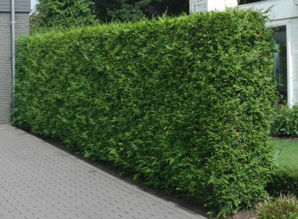 yksityisyysnäyttö thuja hedge brabant