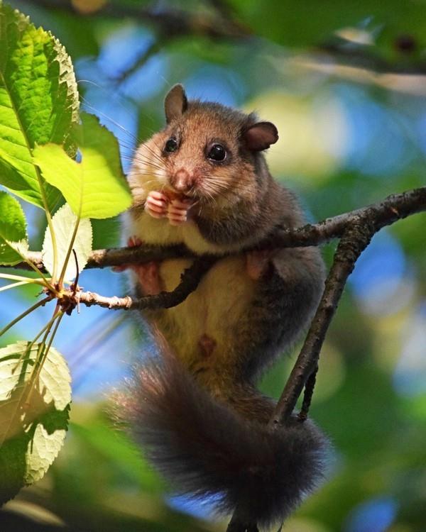 Dormouse ajaa pois luonnonsuojelusta