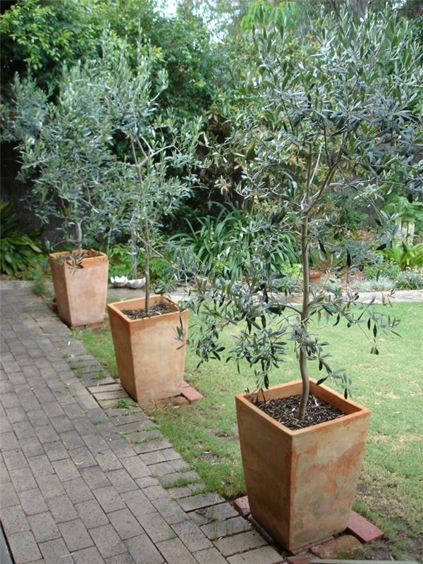 yksinäiset kasvit oliivipuu ruukuissa koristaa puutarhan