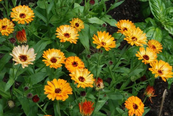 kesä puutarhassa marigolds kirkkaan oranssi kuin auringonotto