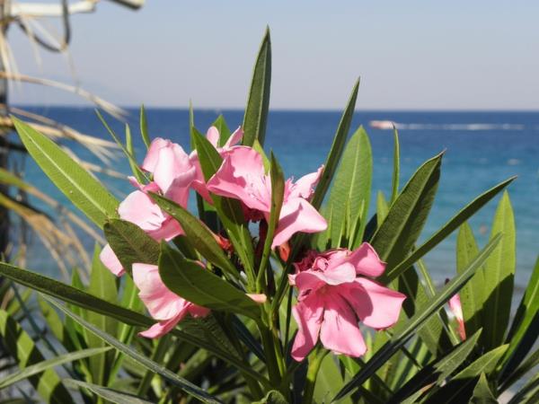 kesäloma kreikka oleander hoito