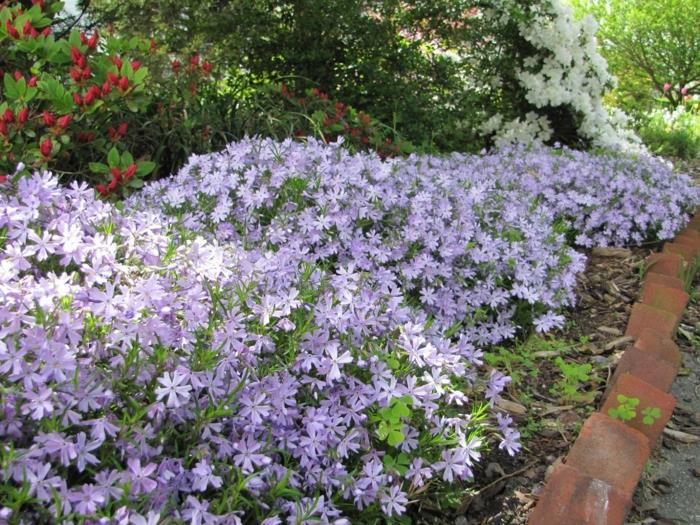 kesäkukat tyyny flox violetti pienet kukat