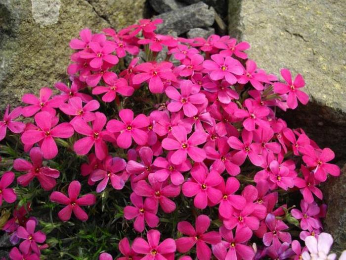 kesäkukat puutarha koristavat kasvit Phlox douglasii