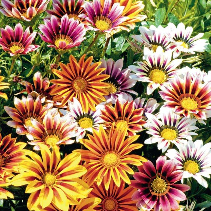kesäkukat puutarha muoto gazania