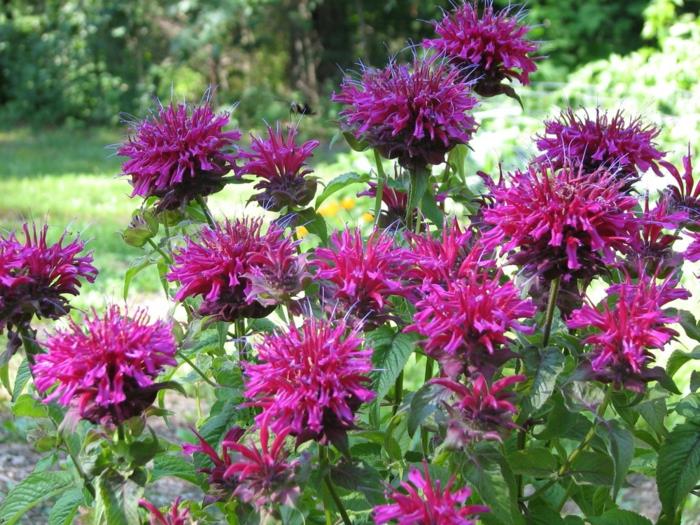 kesäkukka puutarha suunnittelu ideoita kulta balsamia