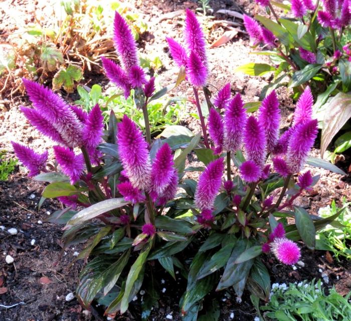kaunistaa puutarha kesäkukkia puutarhakasveja tuotemerkkejä chopf purple