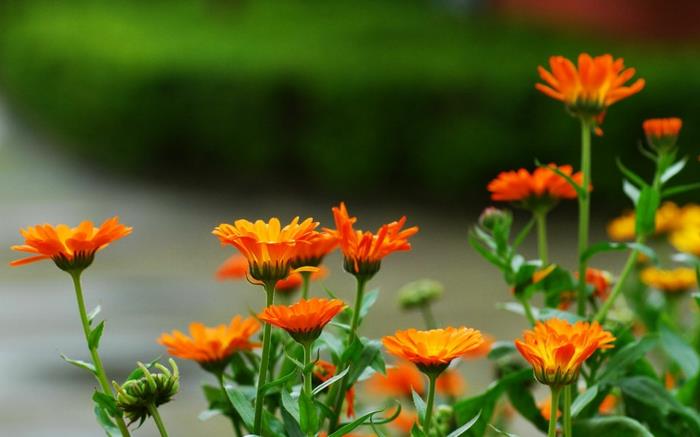 puutarha kaunistaa kesäkukkia puutarha marigolds oranssi