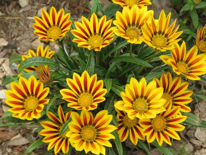 kesäkukat keltainen gazania puutarhakasvit